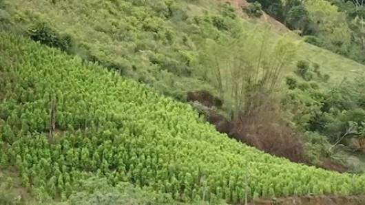 Comunidades Afrodescendientes de Valle y Cauca ganan litigio sobre 188.000 hectáreas