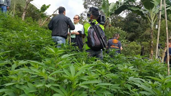 Encuentro Comunitario por el uso industrial de la marihuana en Toribío