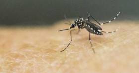 Declarada emergencia mundial por el Zika